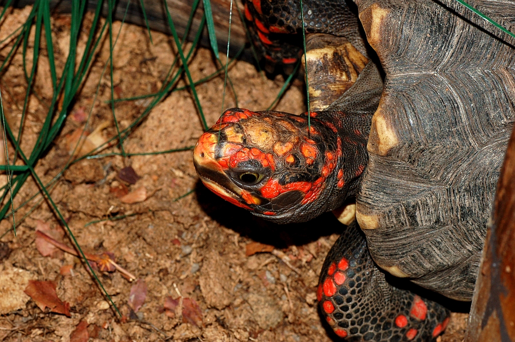 Rödfotad skogssköldpadda