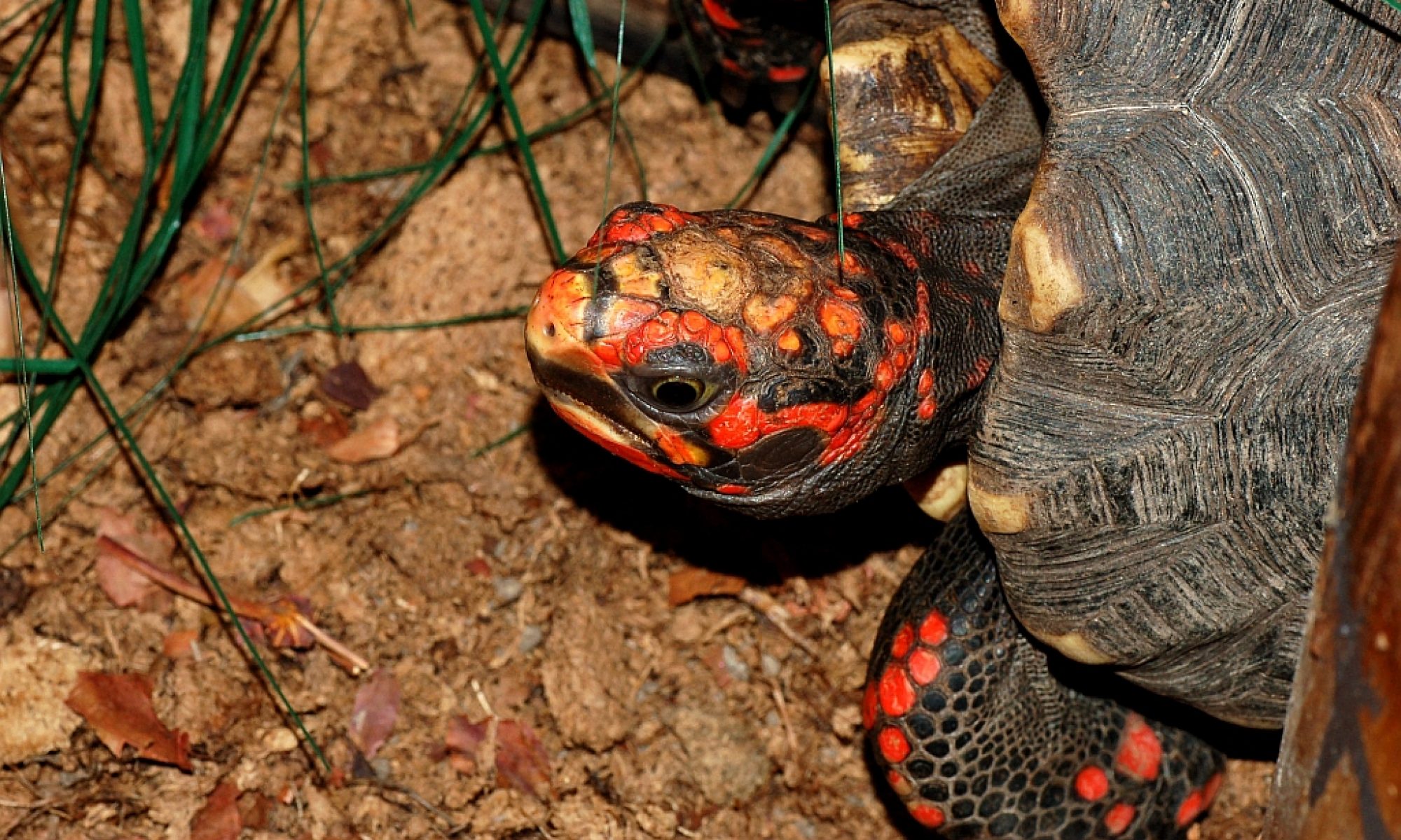 Norrlands Herpetologiska Förening