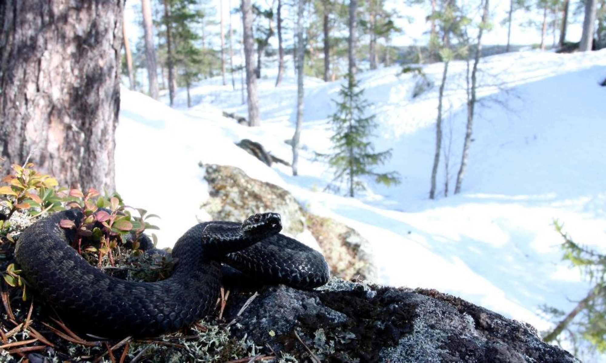 Norrlands Herpetologiska Förening