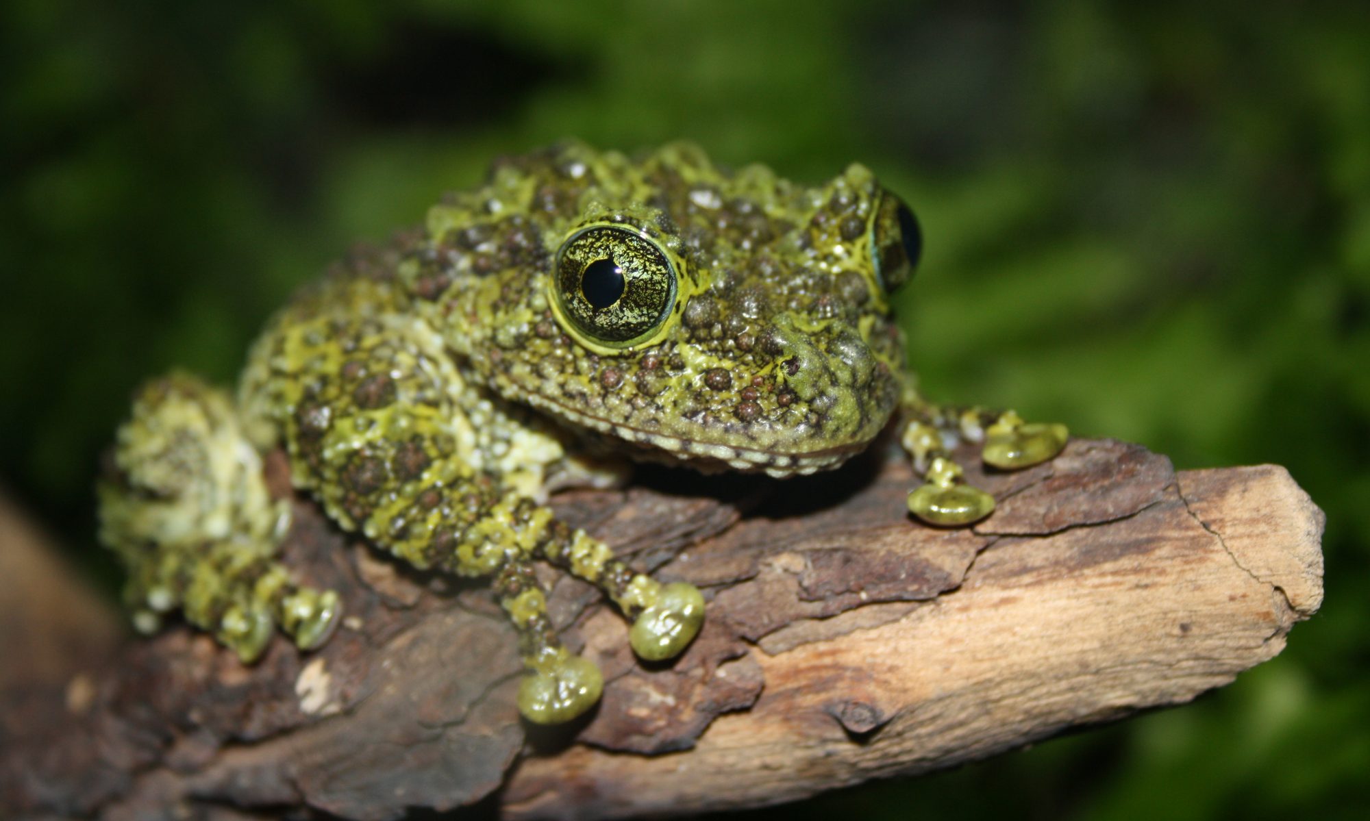 Norrlands Herpetologiska Förening